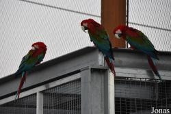 Parrot World