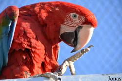 Parrot World