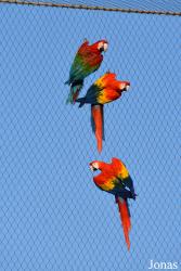 Parrot World