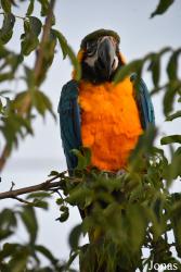 Parrot World