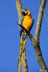 Parrot World