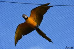 Parrot World