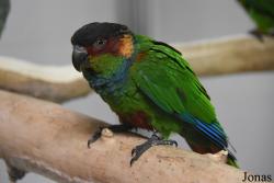 Parrot World