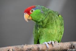 Parrot World