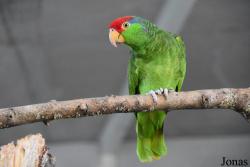 Parrot World