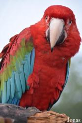 Parrot World