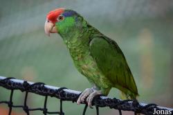Parrot World