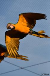 Parrot World
