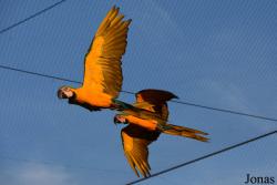 Parrot World