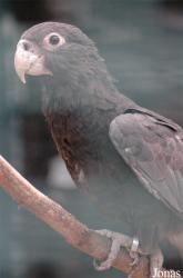 Vogelpark Walsrode
