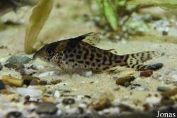 Corydoras melanistius