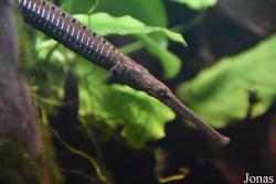 Doryichthys boaja