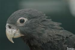 Vogelpark Walsrode