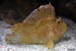 Taenianotus triacanthus