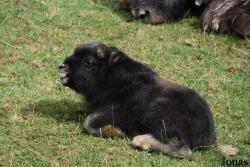 GaiaZOO