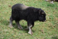 GaiaZOO