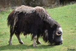GaiaZOO