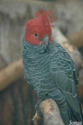 Vogelpark Walsrode