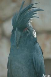 Vogelpark Walsrode