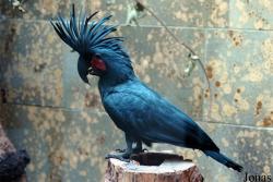 Probosciger aterrimus