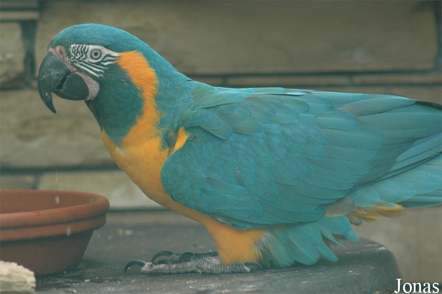 Vogelpark Walsrode