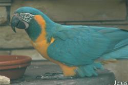 Vogelpark Walsrode