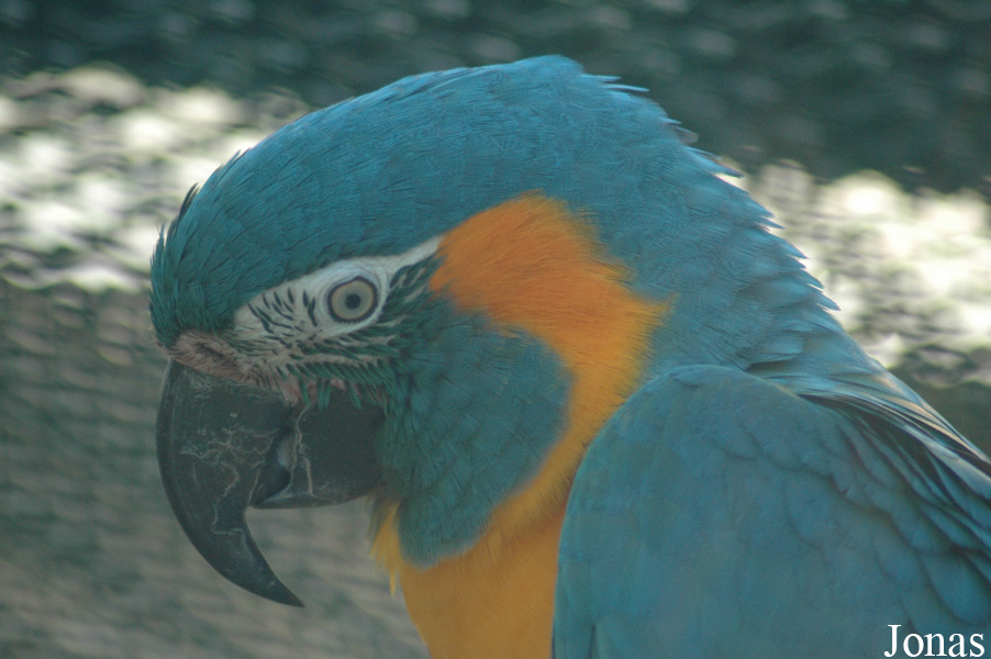 Vogelpark Walsrode