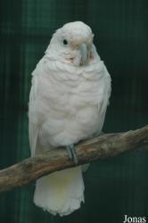 Vogelpark Walsrode