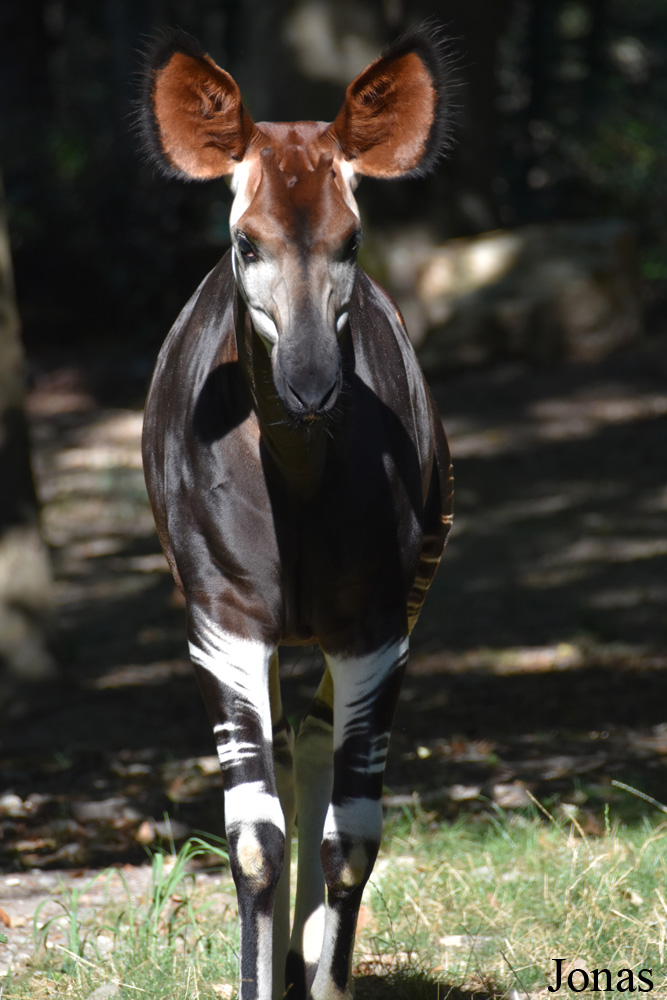 Parc Zoologique et Botanique de Mulhouse