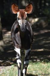 Parc Zoologique et Botanique de Mulhouse
