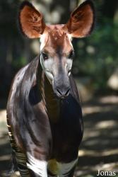 Parc Zoologique et Botanique de Mulhouse
