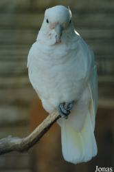 Vogelpark Walsrode