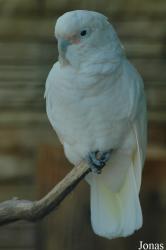Vogelpark Walsrode
