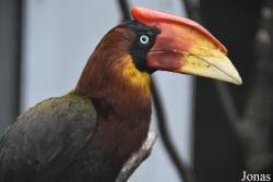 Buceros hydrocorax
