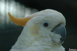 Cacatua citrinocristata