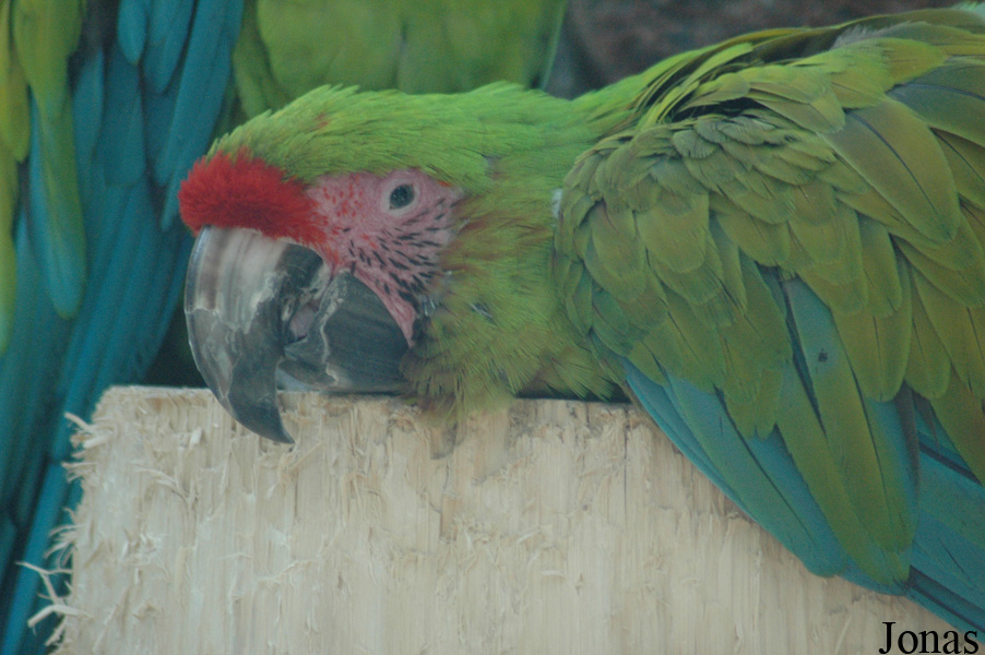 Vogelpark Walsrode