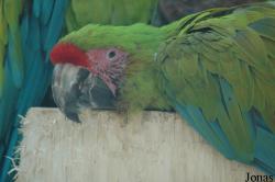 Vogelpark Walsrode