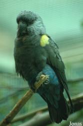 Vogelpark Walsrode