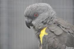Poicephalus rueppellii