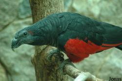 Psittrichadinae