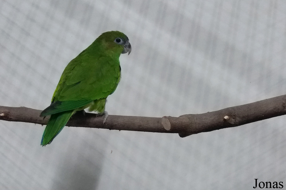 Marchand d'animaux