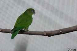 Marchand d'animaux