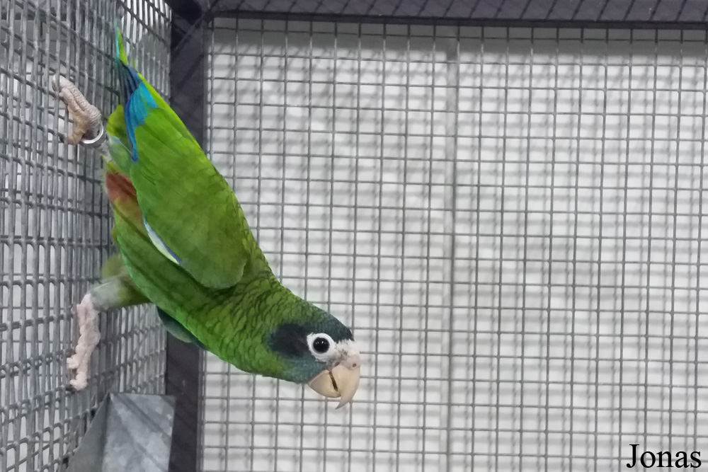 Marchand d'animaux