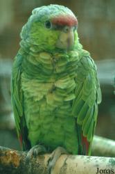 Amazona finschi