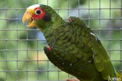 Amazona xantholora