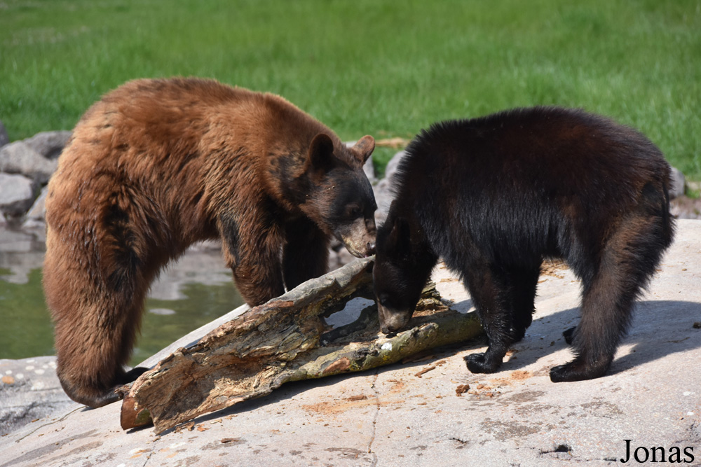 Parc Animalier de Sainte-Croix