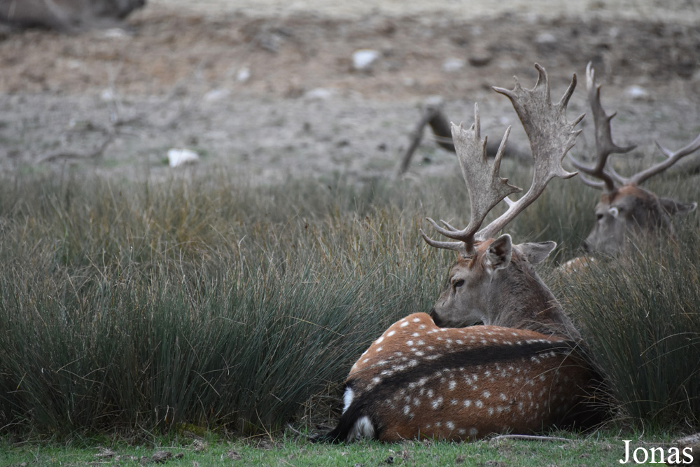 Parc Animalier de Sainte-Croix