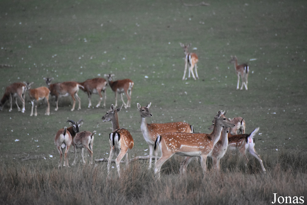 Parc Animalier de Sainte-Croix