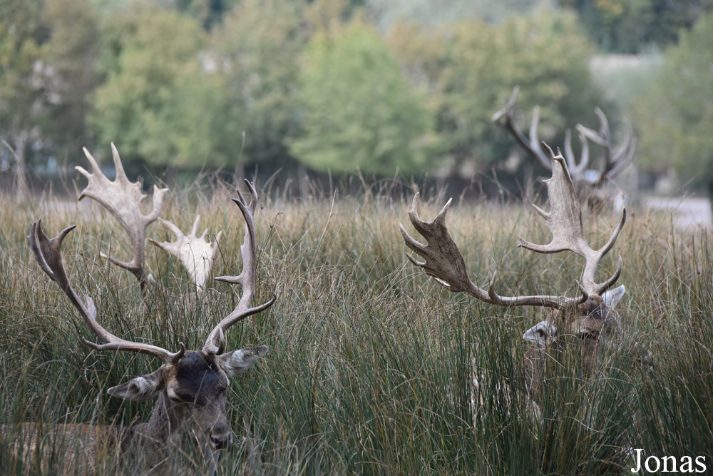 Parc Animalier de Sainte-Croix