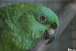 Amazona auropalliata auropalliata